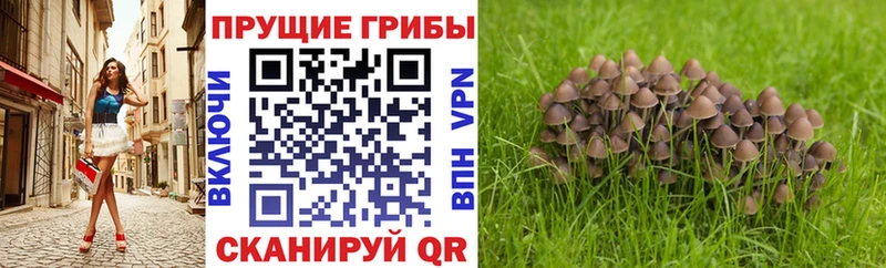 Купить  Томилино  Псилоцибиновые грибы MAGIC MUSHROOMS 